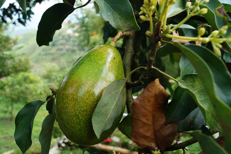 Avocado Slicer